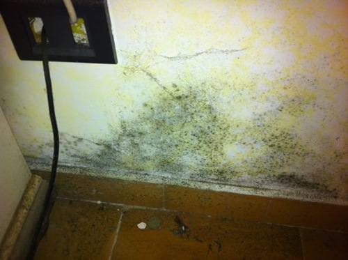 Eliminazione di muffe a Bruino (TO)