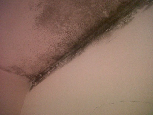 Eliminazione di muffe in appartamento a Roma