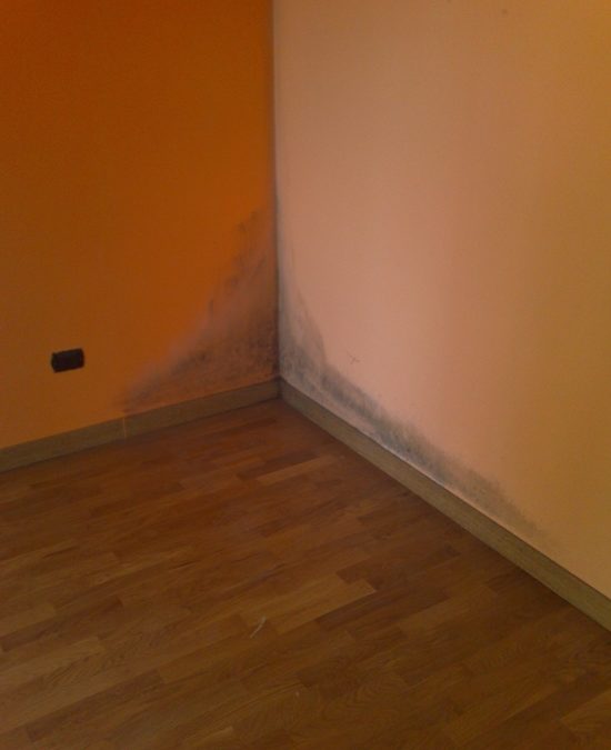 Eliminazione muffa a Leini