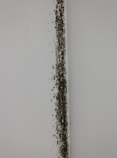 Eliminazione delle muffe da condensa a Roma